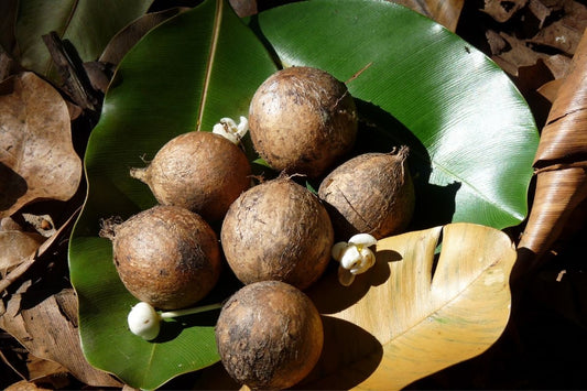 What is Tamanu Oil and Why It Transforms Skin