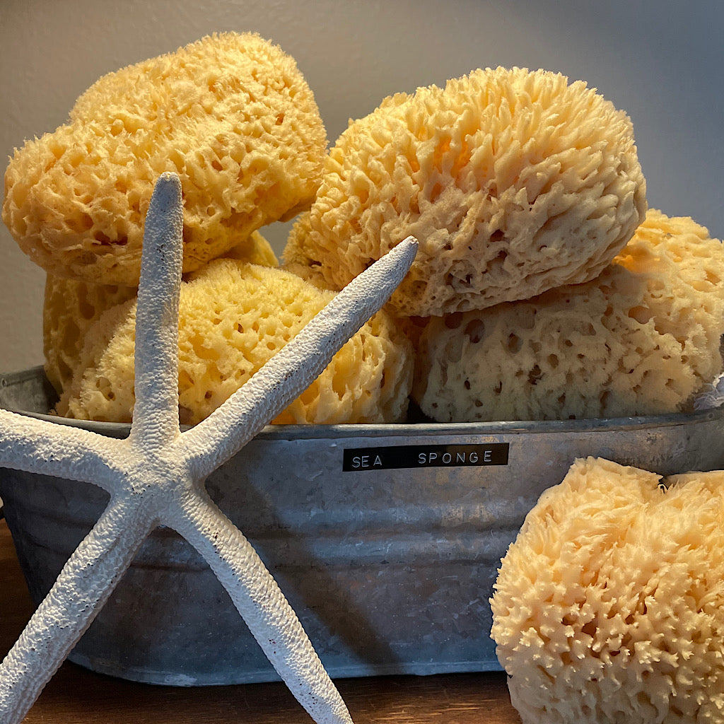 Natural sea sponge on a wooden surface, ideal for sustainable skincare.