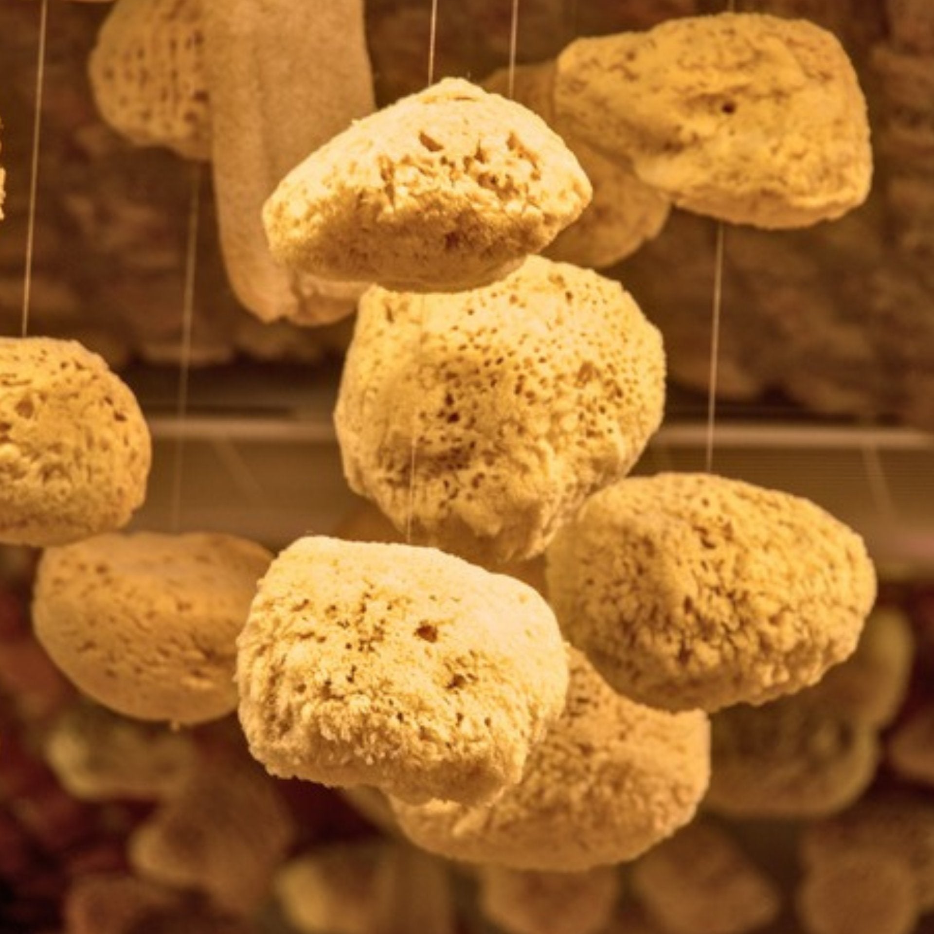 Sea sponge used for eco-friendly household cleaning and deep cleansing.